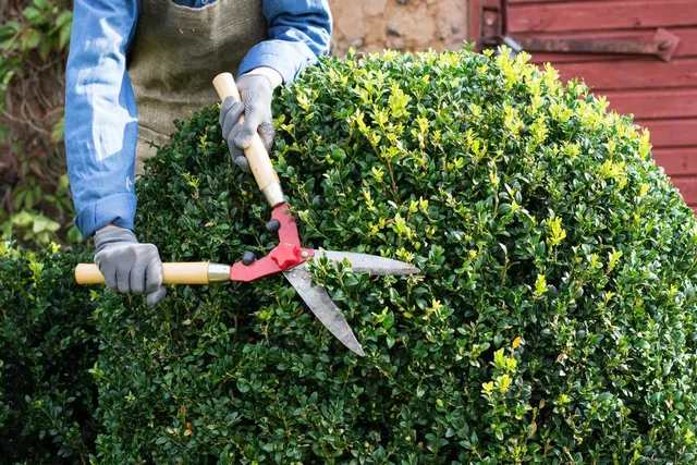 Shrub Trimming in Eagan